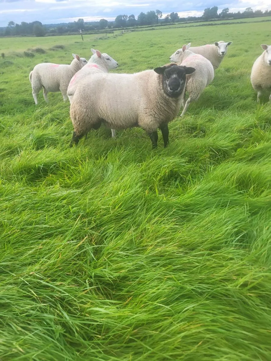 Ram lamb - Image 2