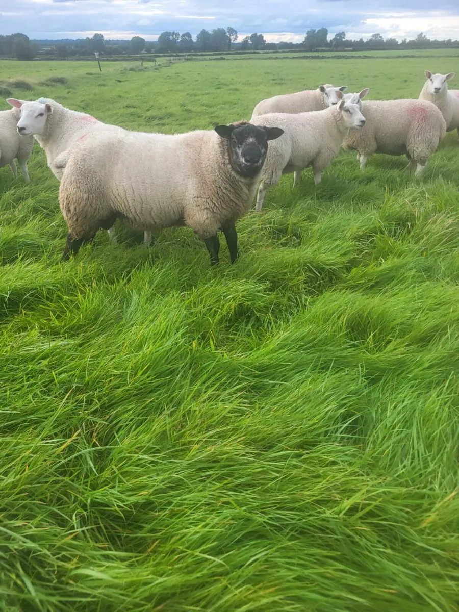 Ram lamb - Image 1