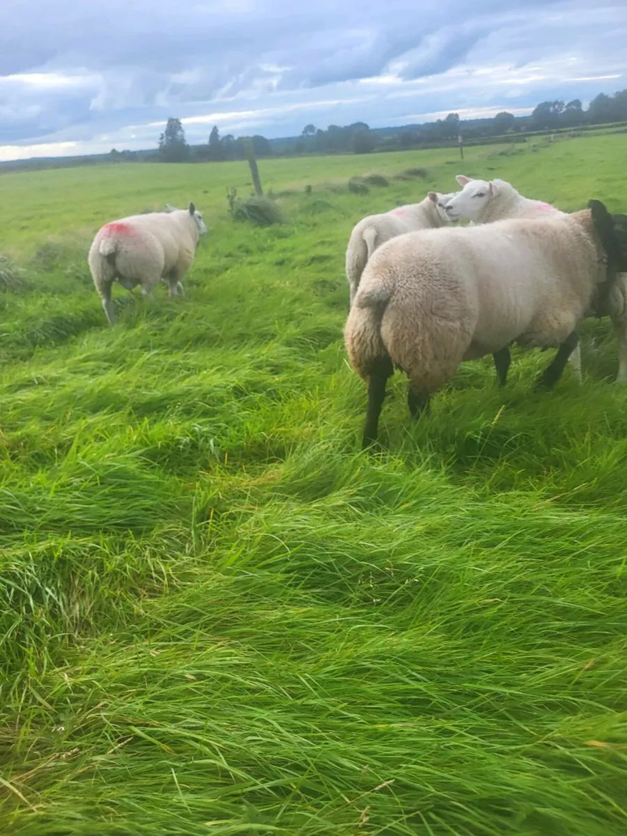 Ram lamb - Image 3