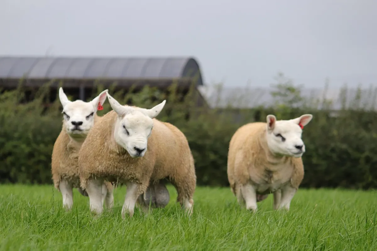 Pedigree Texel Rams - Image 2