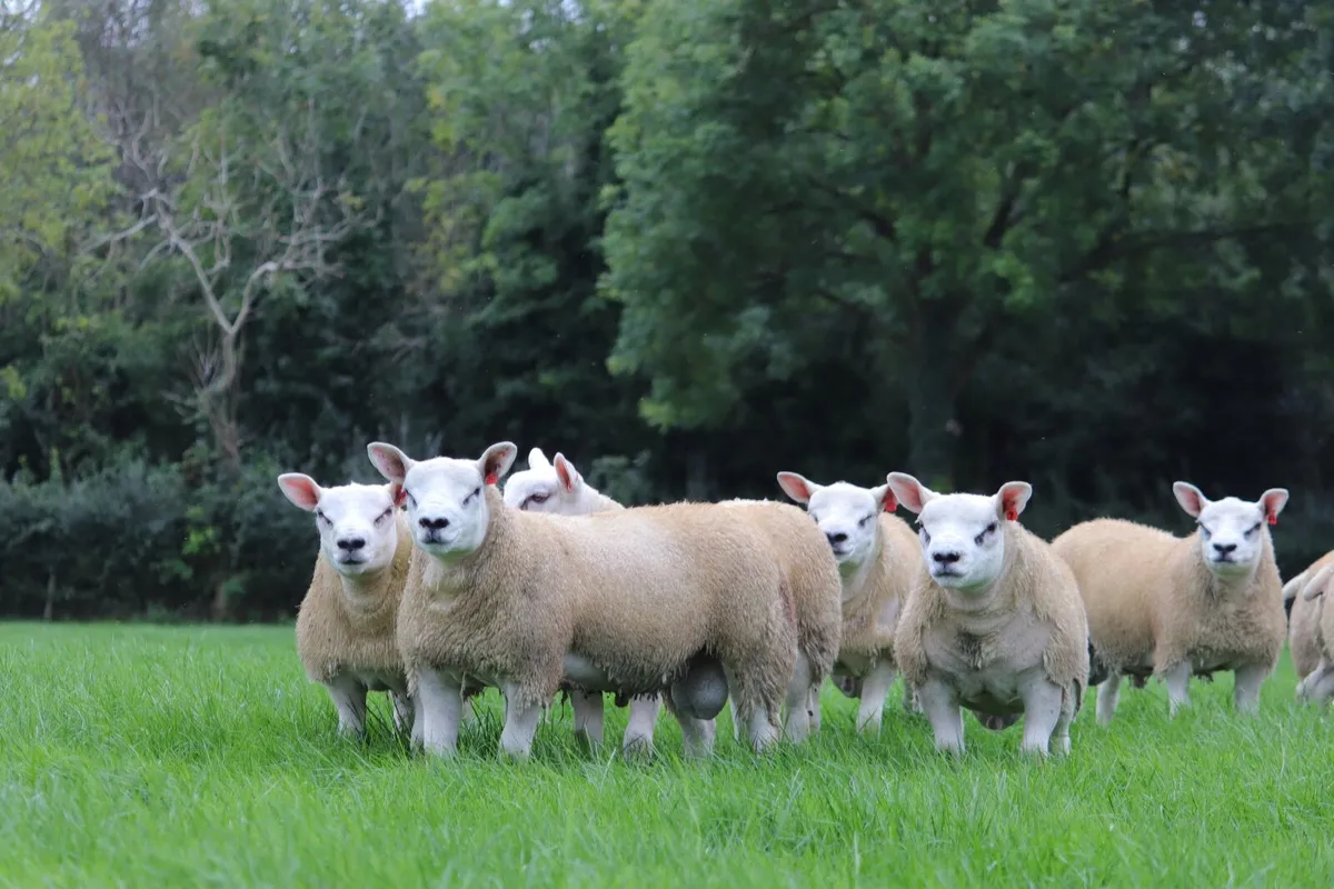 Pedigree Texel Rams - Image 3