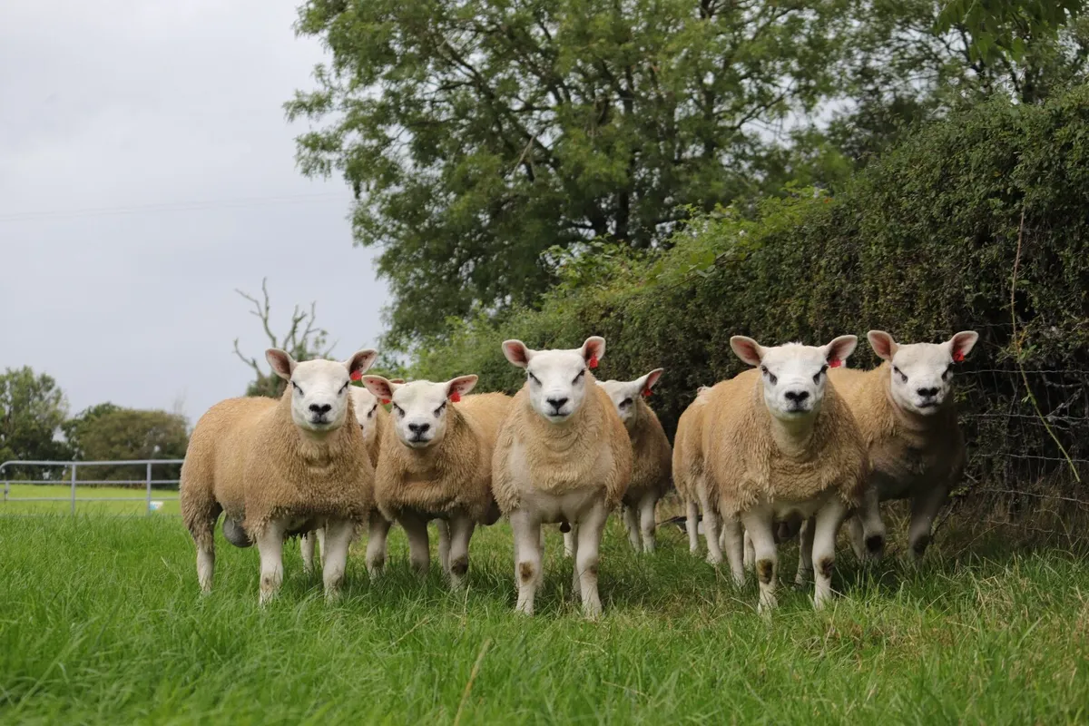 Pedigree Texel Rams - Image 1