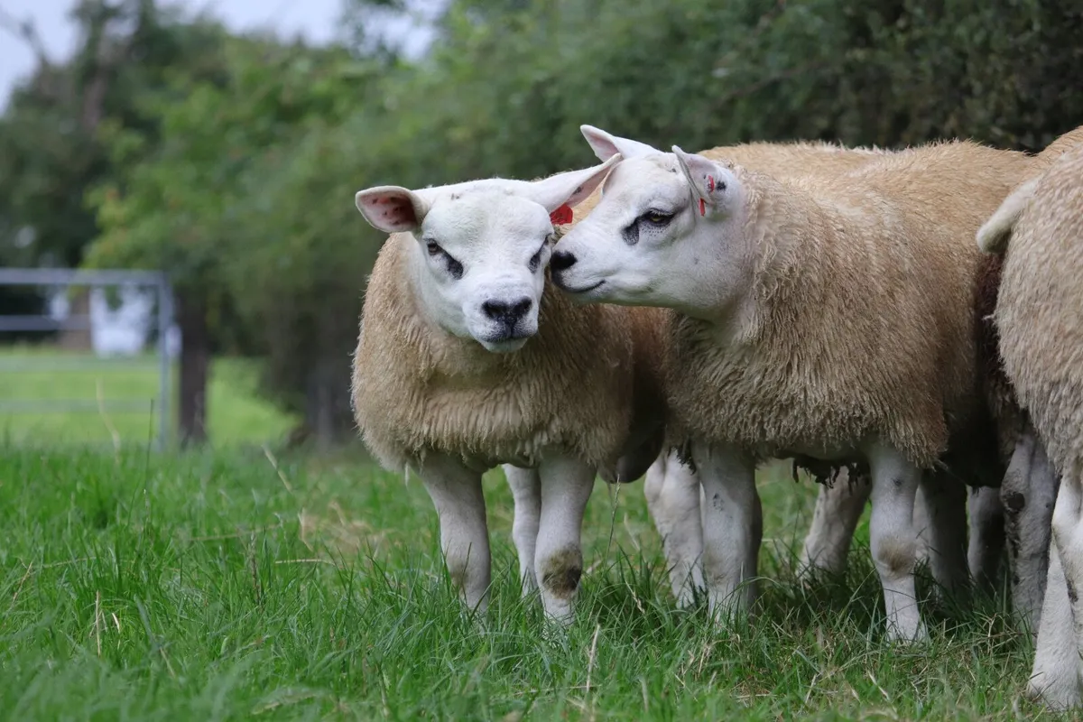 Pedigree Texel Rams - Image 4