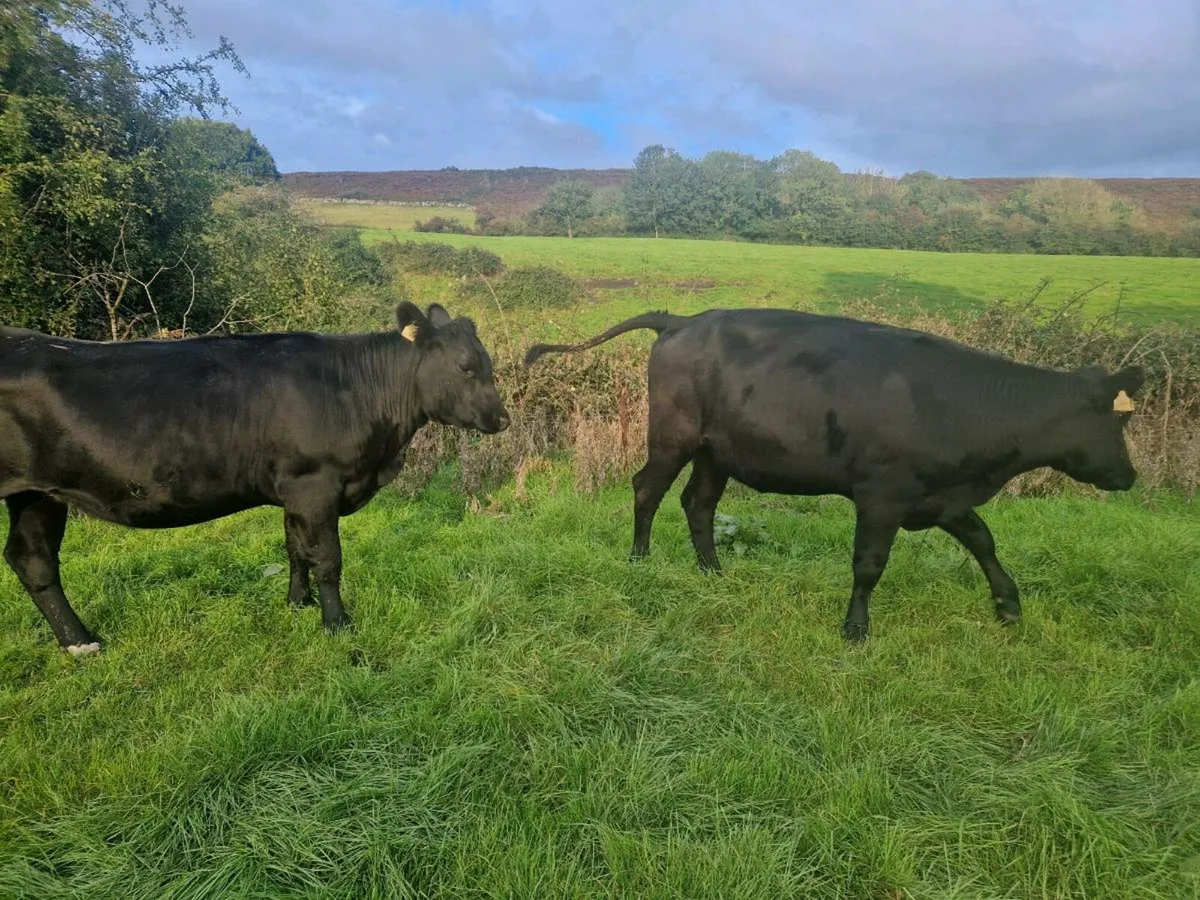 2 Aberdeen Angus Heifers - Image 2
