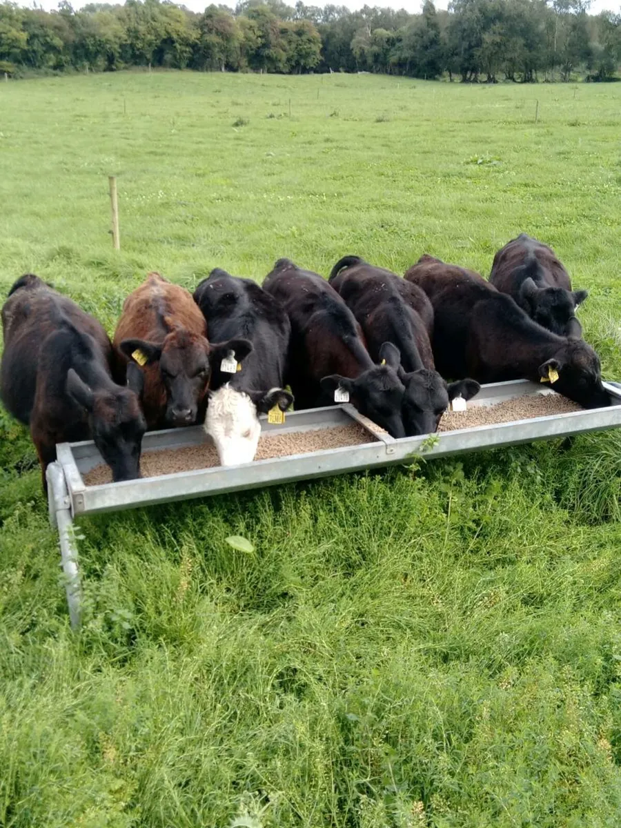 9 Homebred Angus Weanlings - Image 1