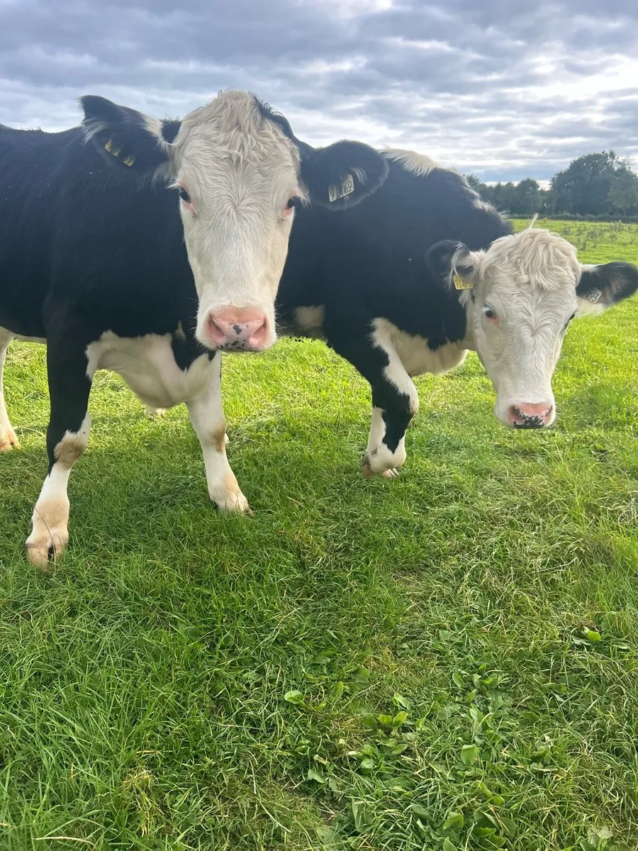 Heifers for sale - Image 1