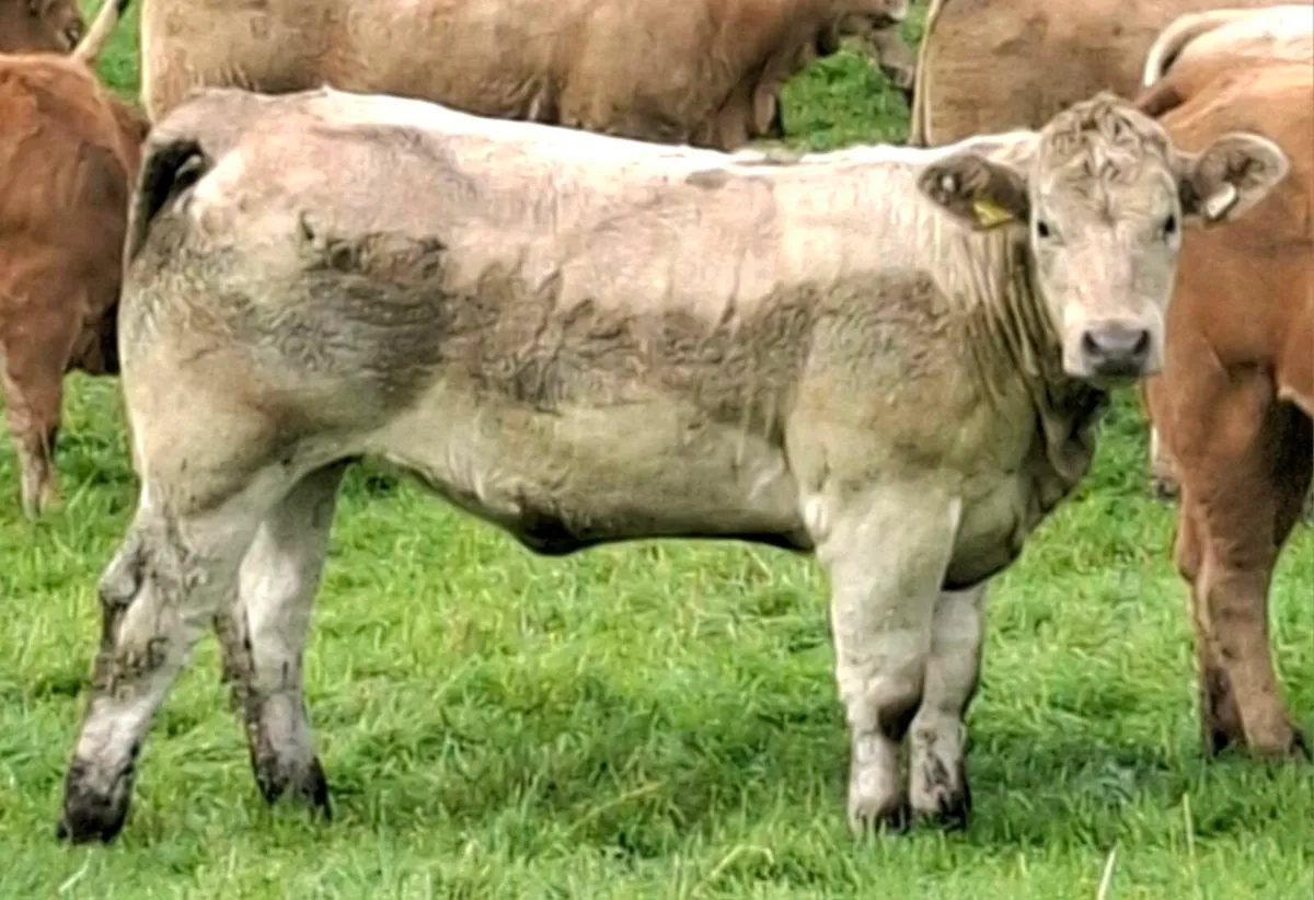 Weanling heifers - Image 2