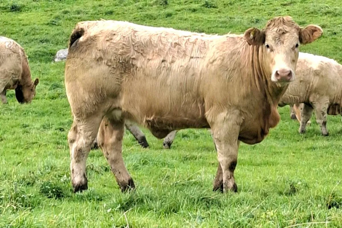 Weanling heifers - Image 3