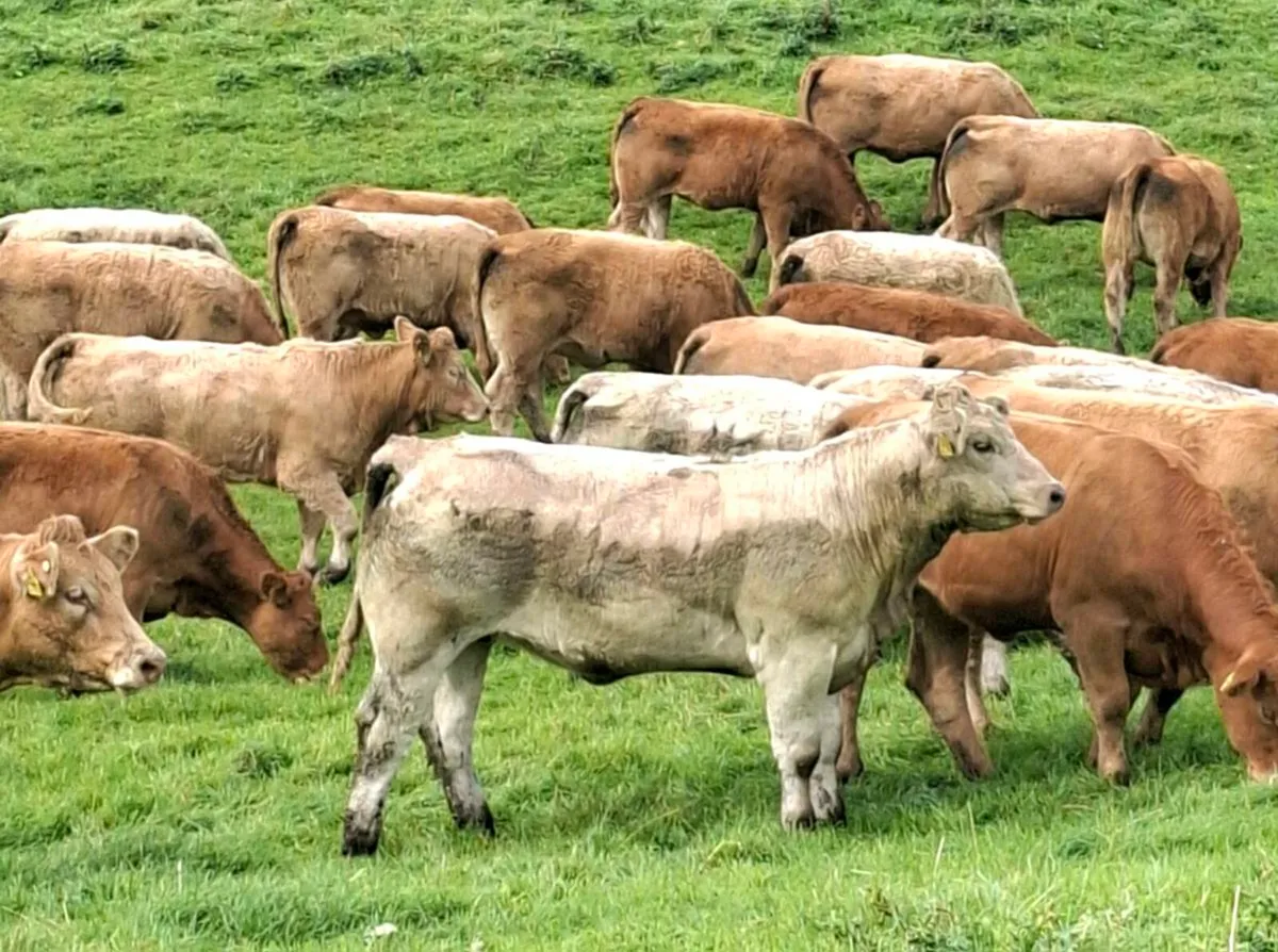 Weanling heifers - Image 4
