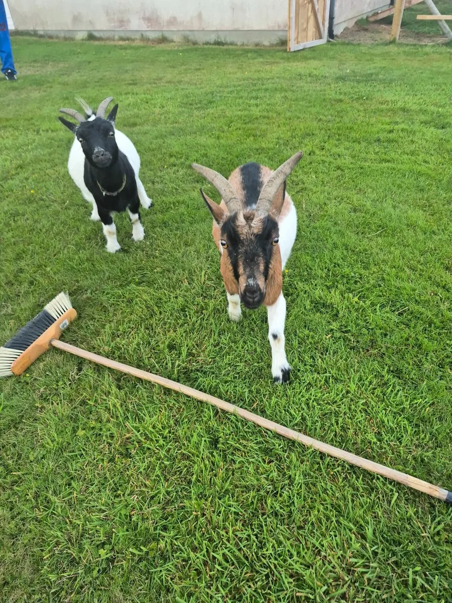 Pygmy goats - Image 2