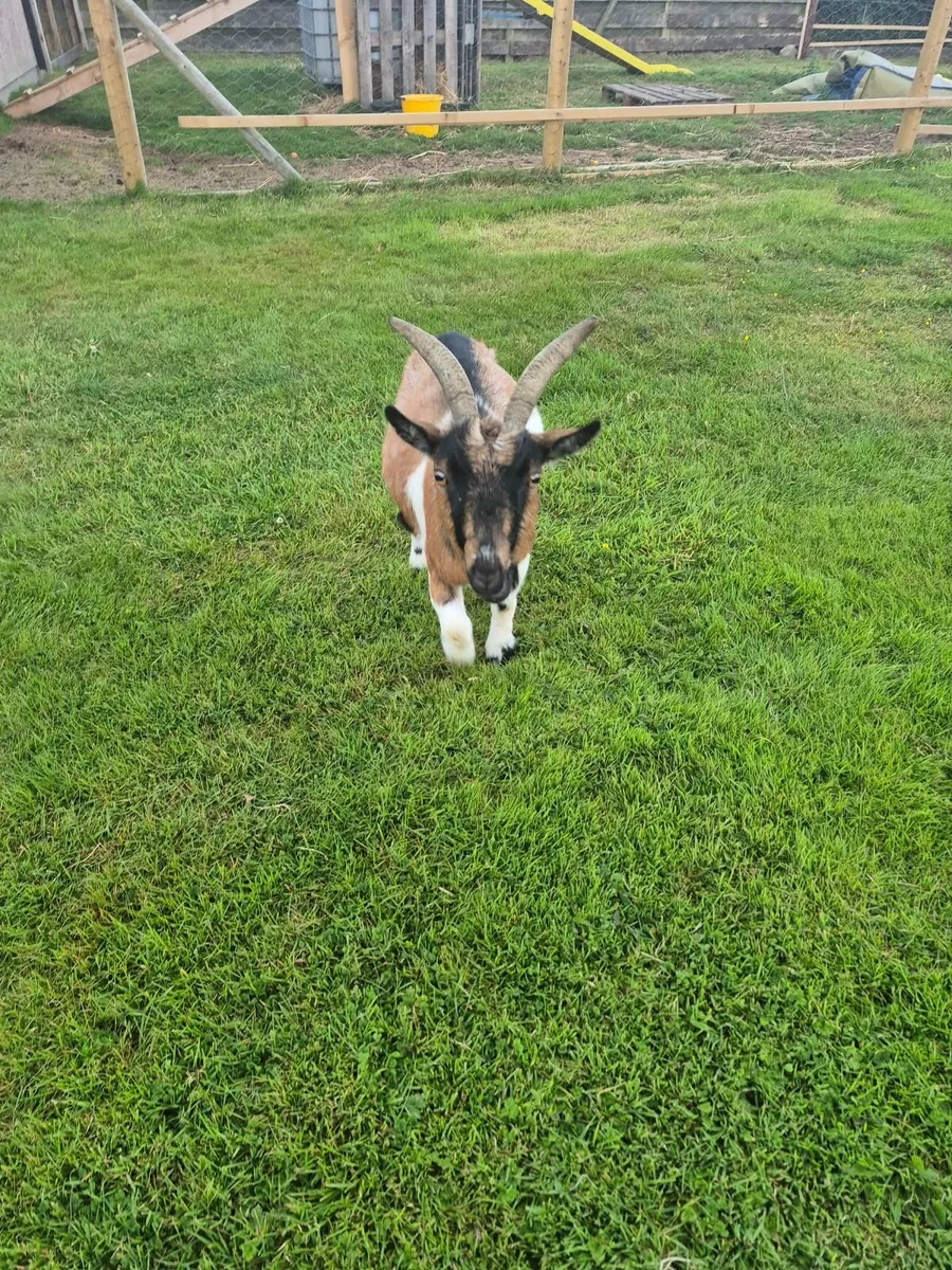 Pygmy goats - Image 3