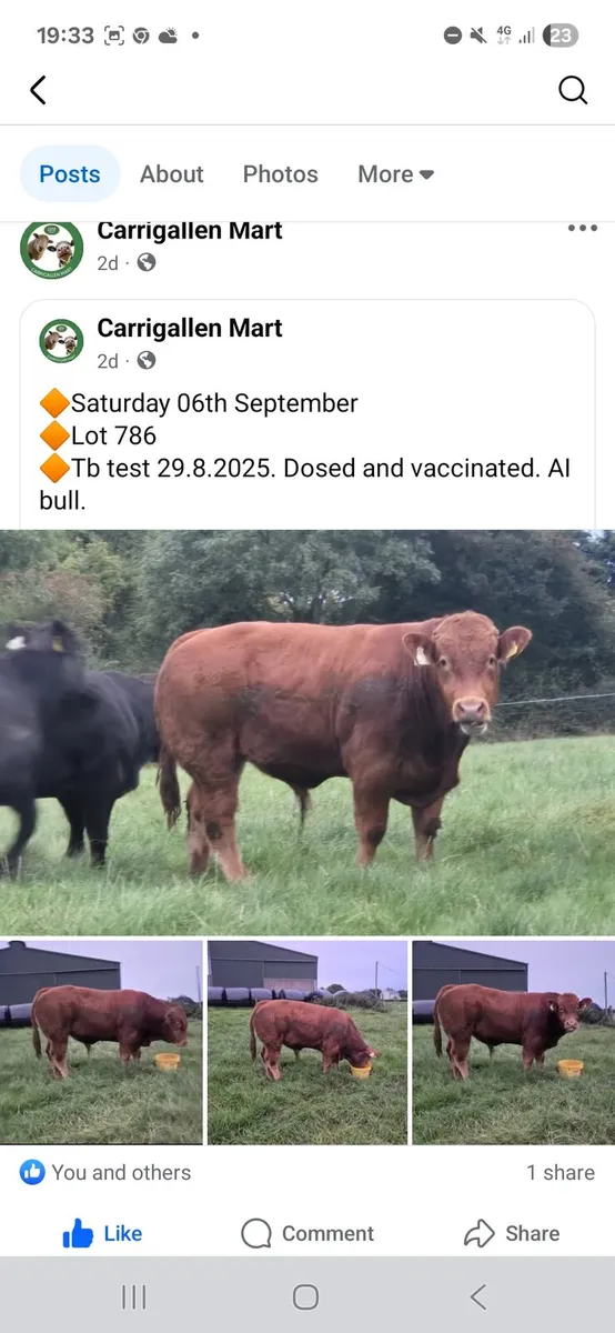 Carrigallen mart 6th sept - Image 1