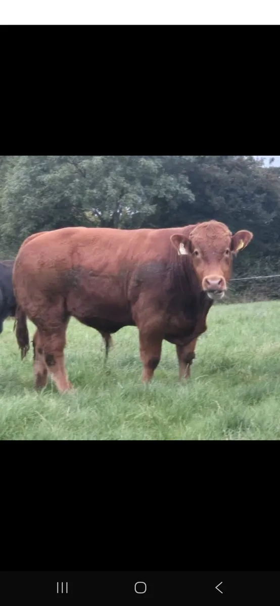 Carrigallen mart 6th sept - Image 4