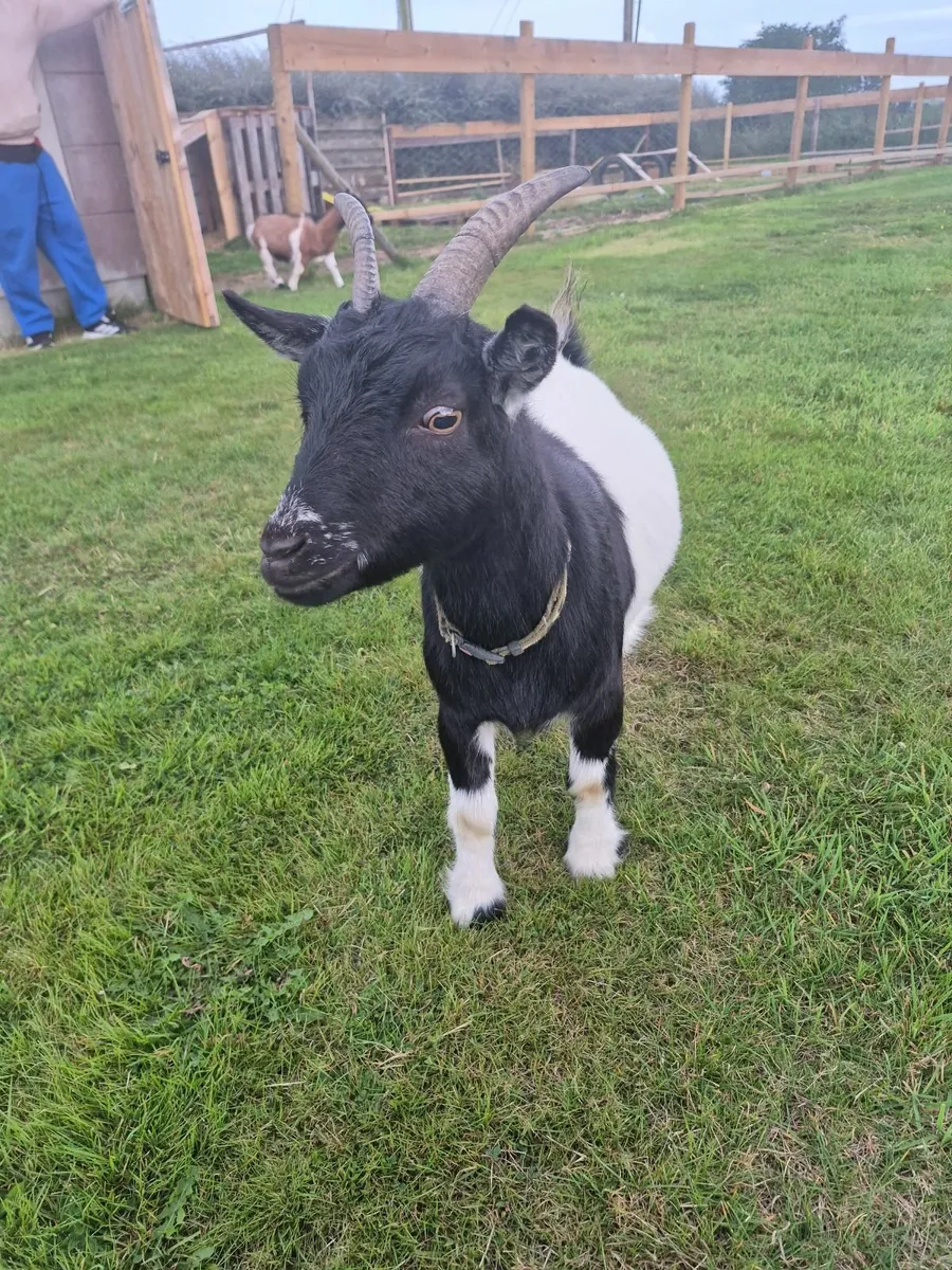 Pygmy goats - Image 4