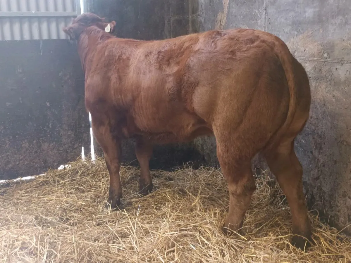 1 Top quality Show   Heifer for sale - Image 1