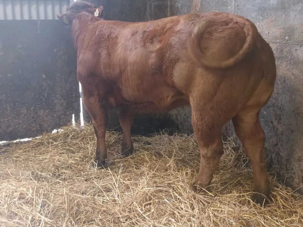 1 Top quality Show   Heifer for sale - Image 2
