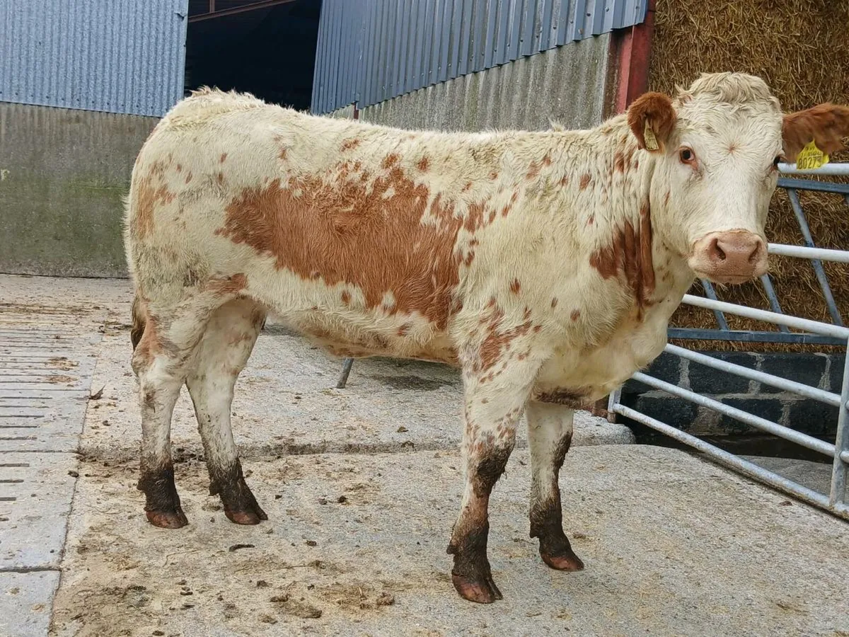 🌟 Breeding Heifers 🌟 - Image 1