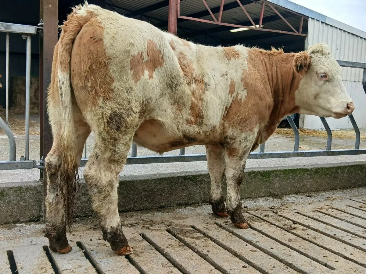 🌟 Breeding Heifers 🌟 - Image 2