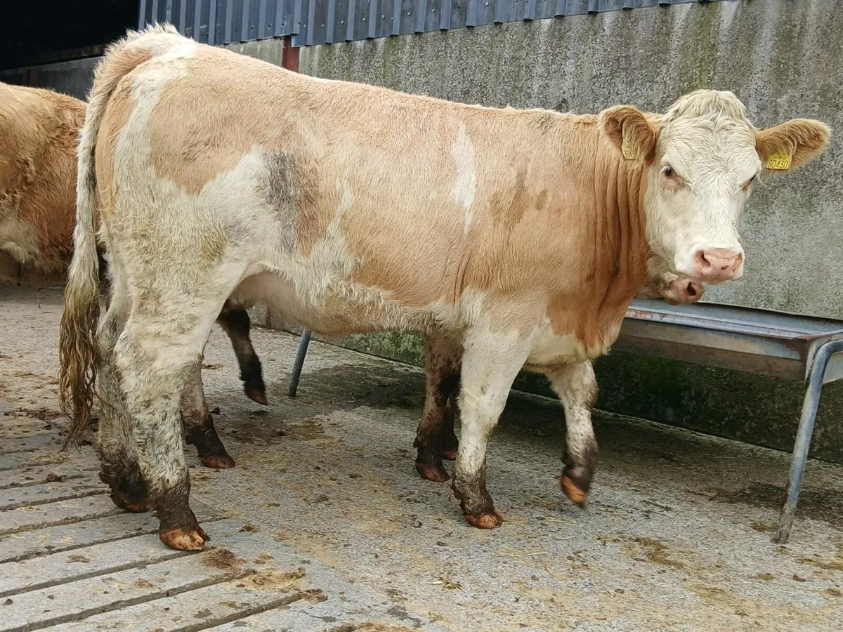 🌟 Breeding Heifers 🌟 - Image 3
