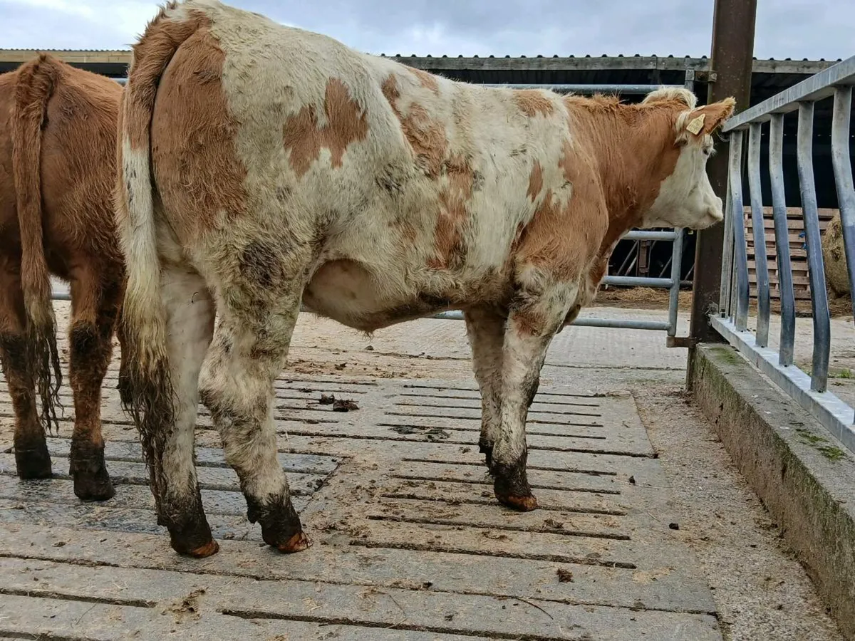 🌟 Breeding Heifers 🌟 - Image 4