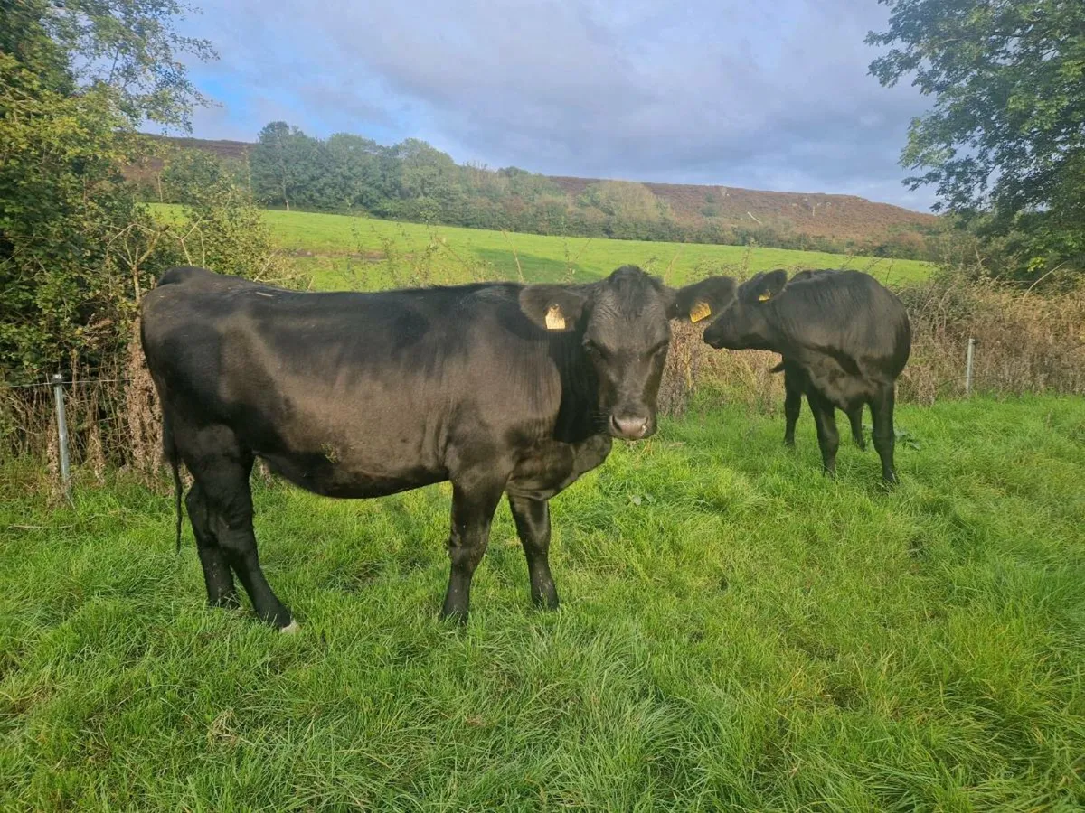 2 Aberdeen Angus Heifers - Image 1