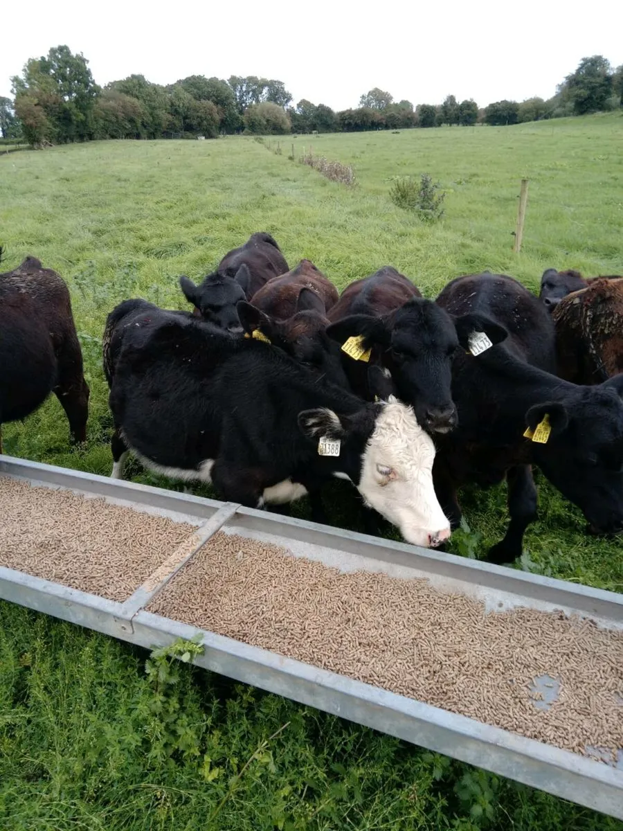 9 Homebred Angus Weanlings - Image 2