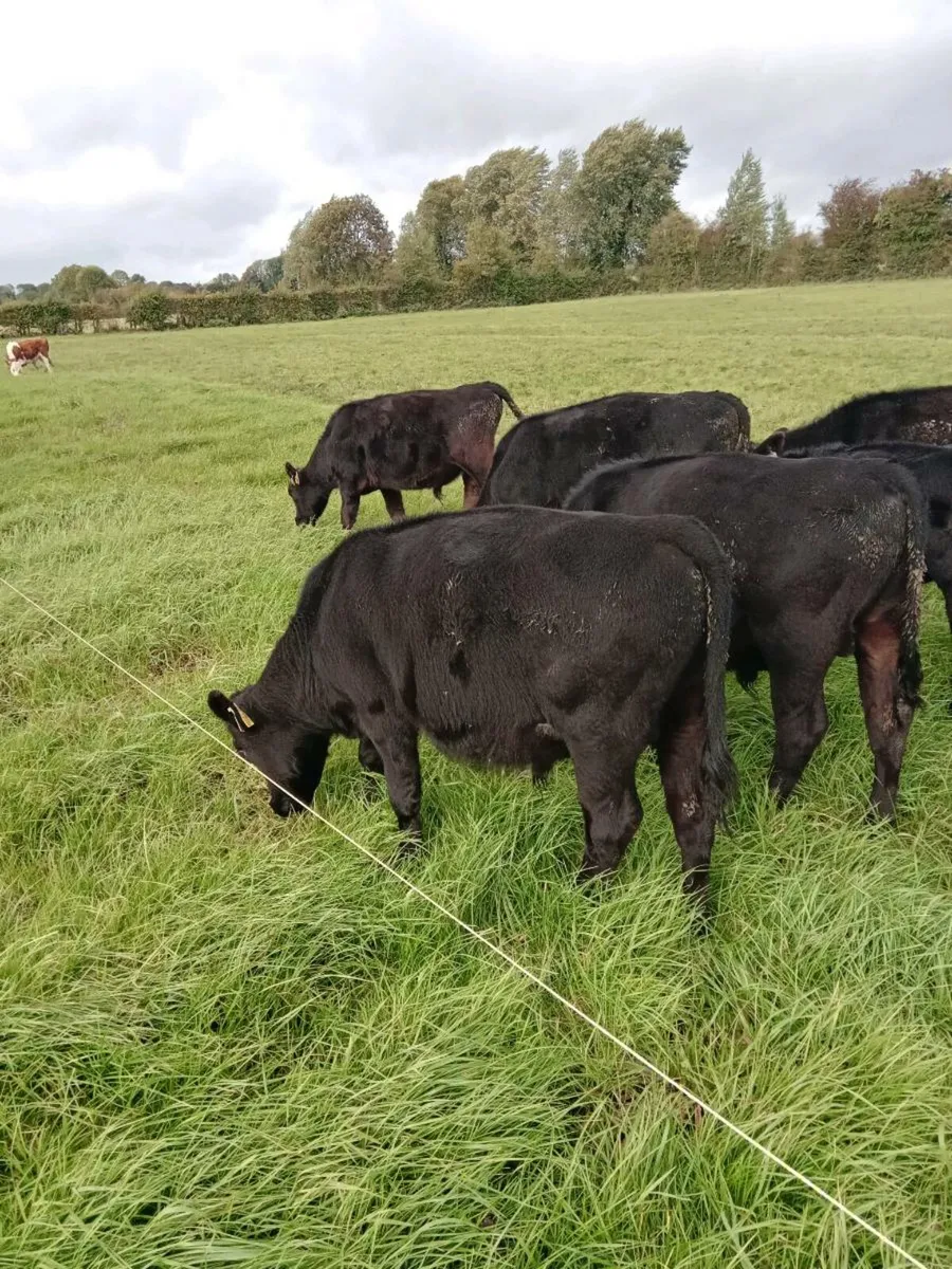 9 Homebred Angus Weanlings - Image 3