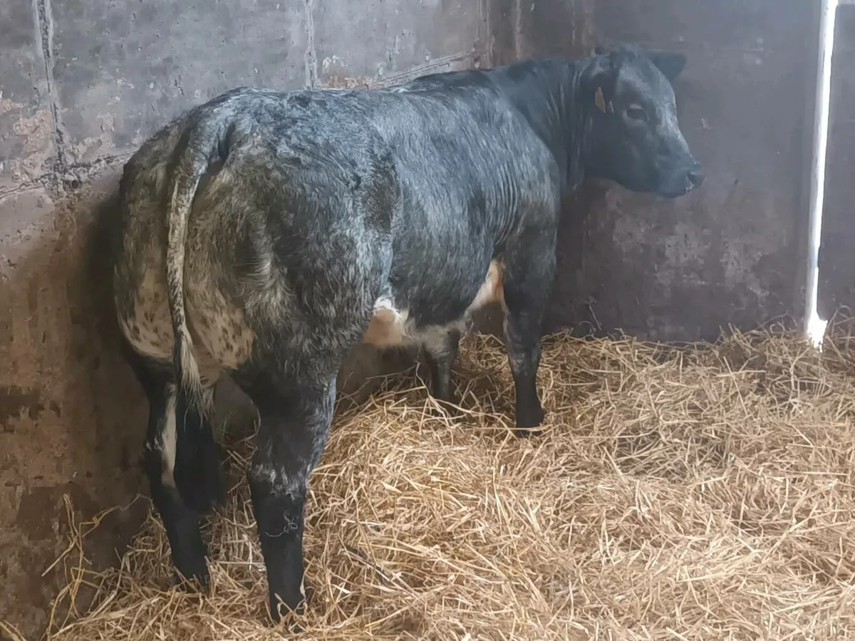 1 Super U Grade  LMX  heifer for sale - Image 2