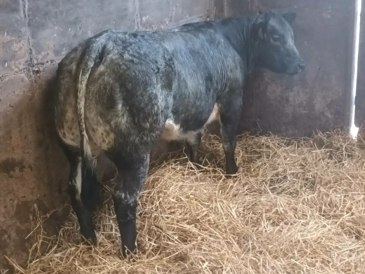 1 Super U Grade  LMX  heifer for sale - Image 3