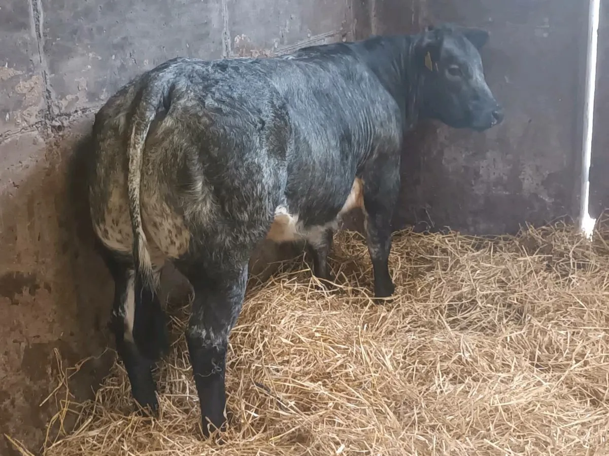 1 Super U Grade  LMX  heifer for sale - Image 4