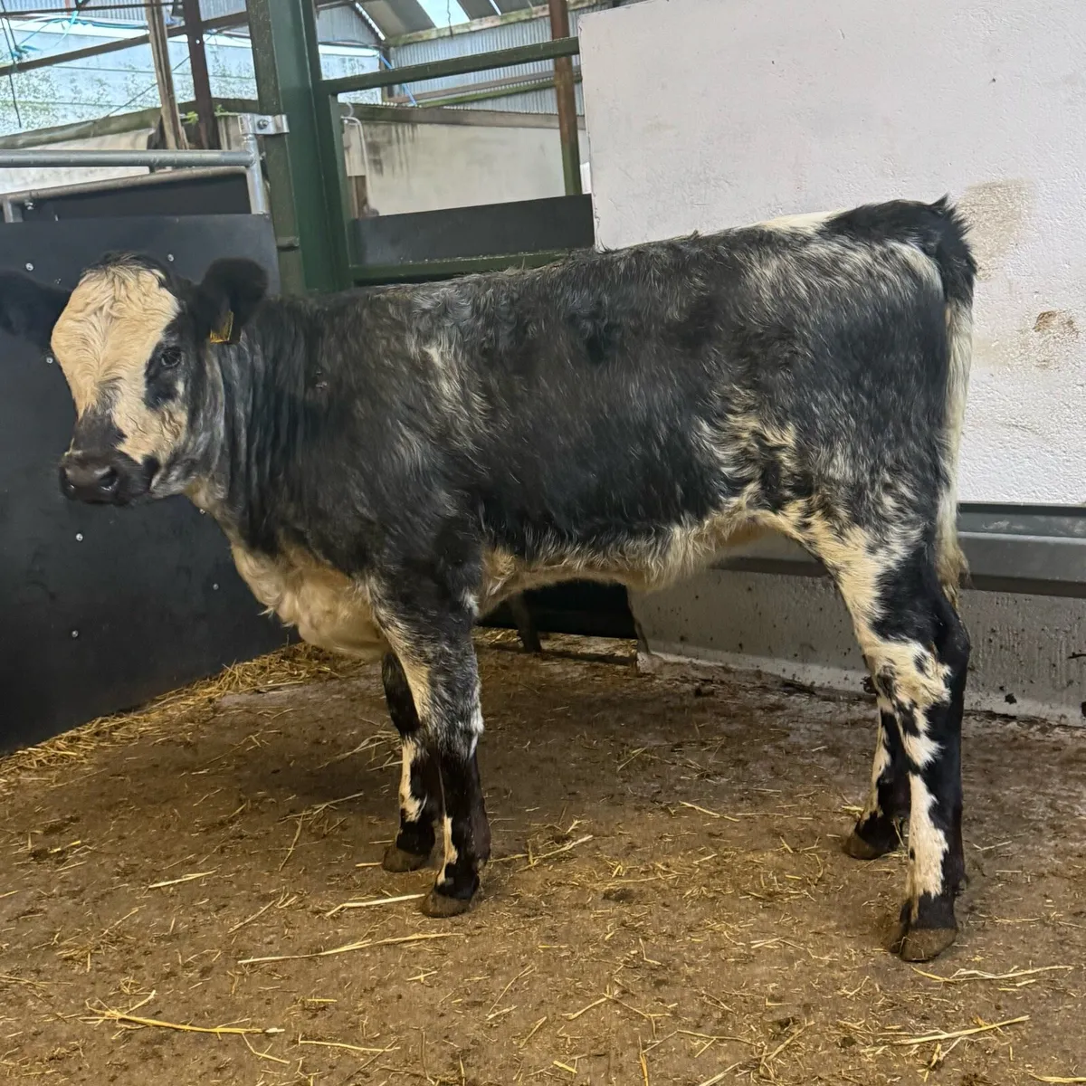 Weanling Heifers - Image 1