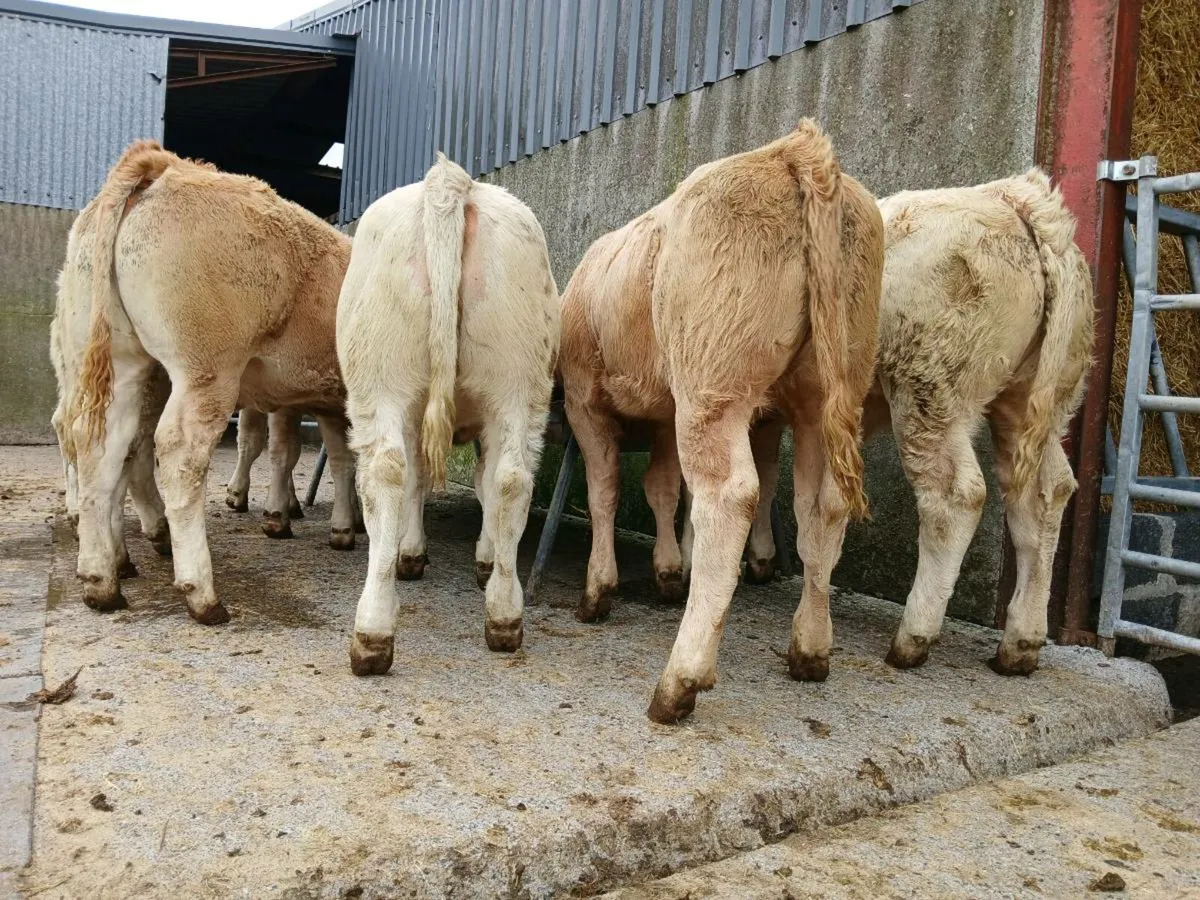 10 Super Charollais Heifer Weanlings - Image 1