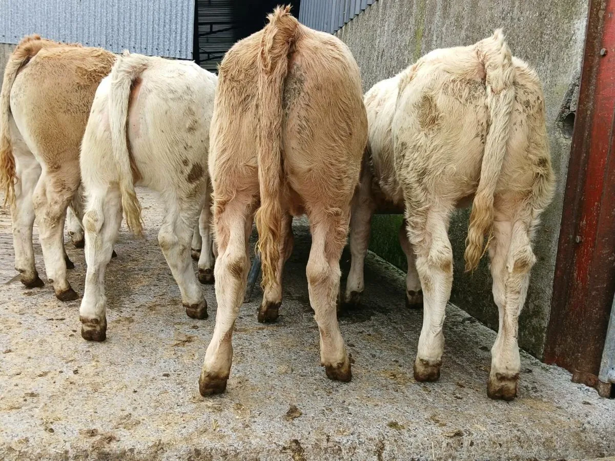 10 Super Charollais Heifer Weanlings - Image 2