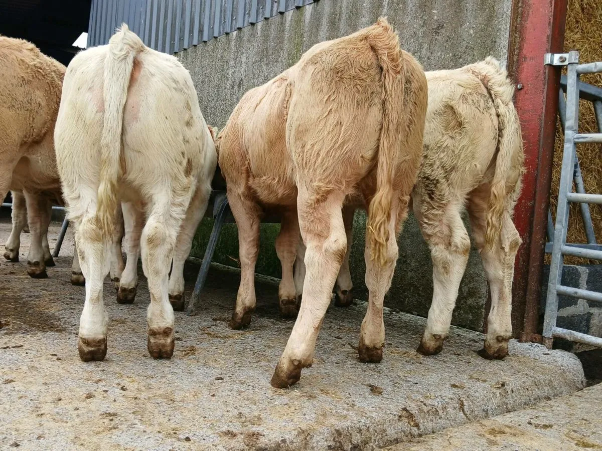 10 Super Charollais Heifer Weanlings - Image 3