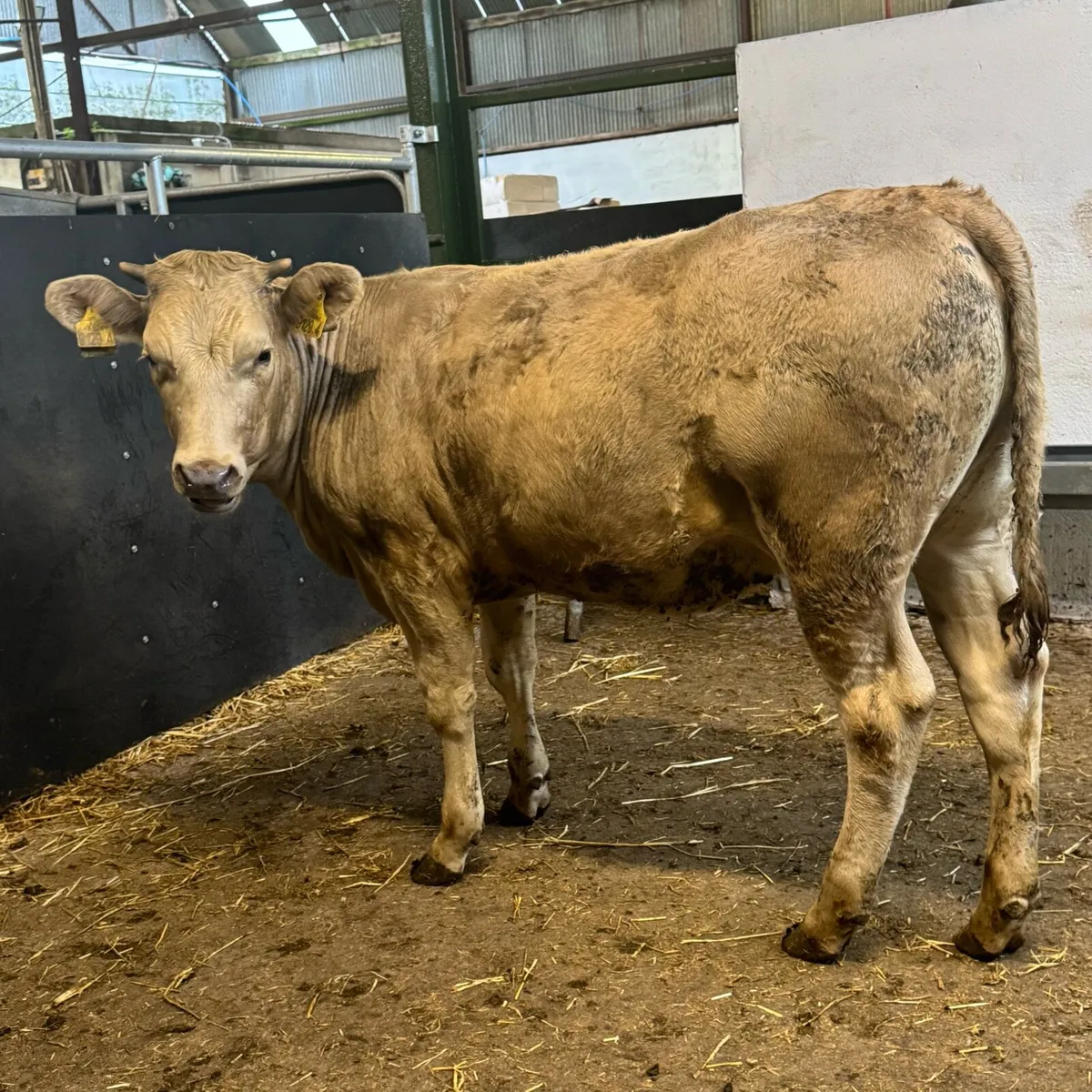 Weanling Heifers - Image 3