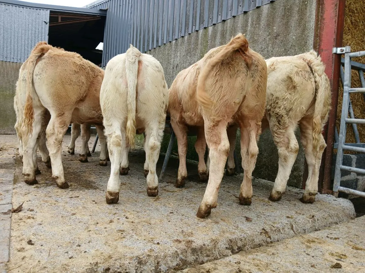 10 Super Charollais Heifer Weanlings - Image 4