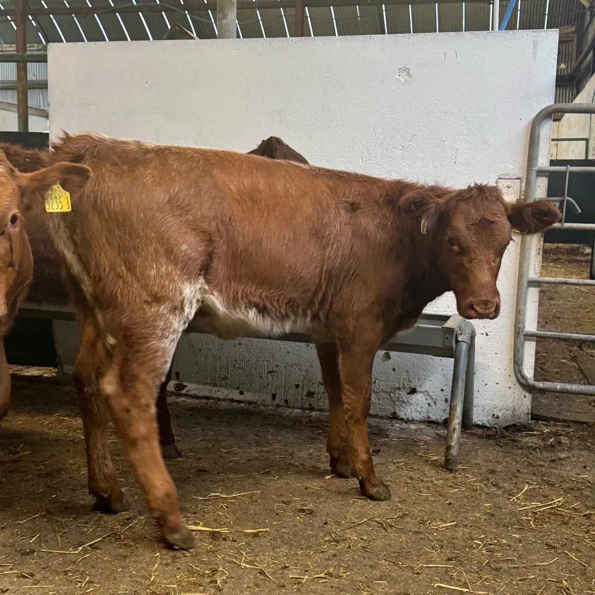 Weanling Heifers - Image 4