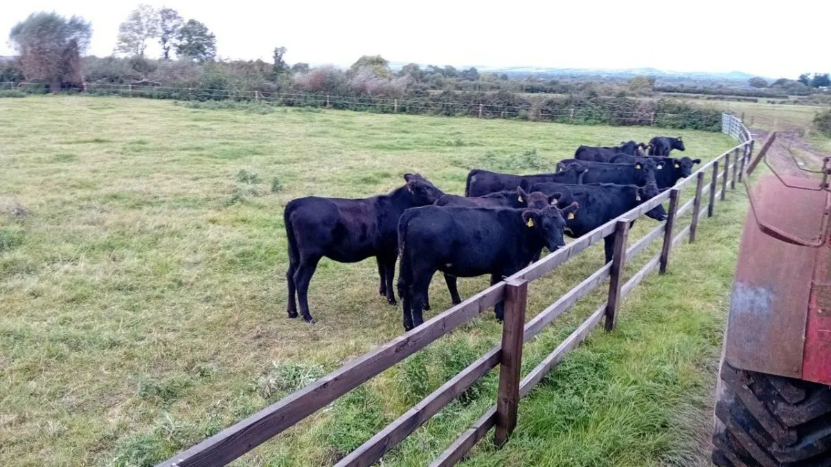 10 ANGUS HEIFERS 320KG - Image 2