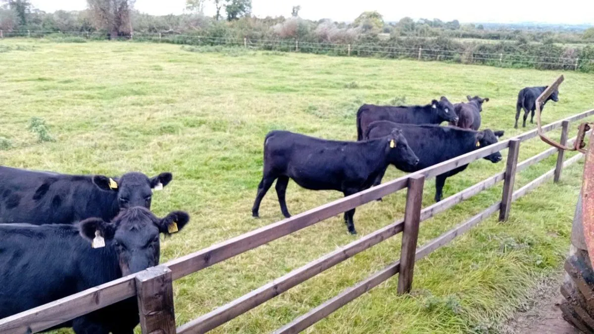 10 ANGUS HEIFERS 320KG - Image 3