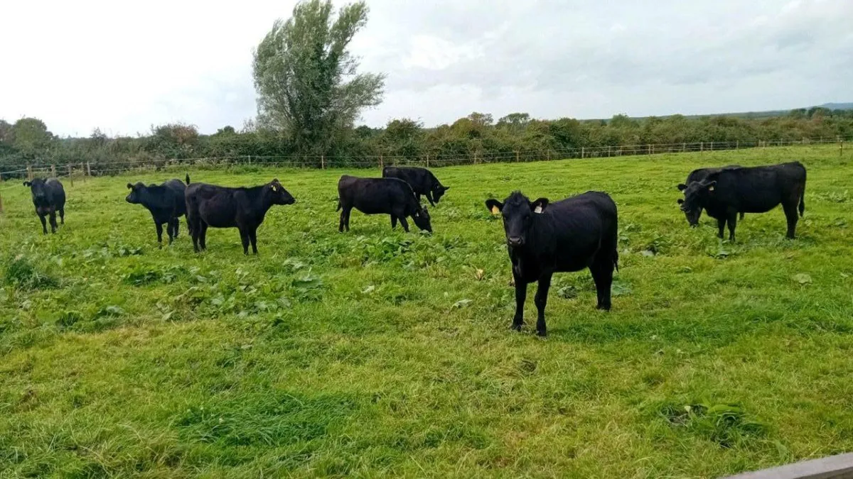 10 ANGUS HEIFERS 320KG - Image 1