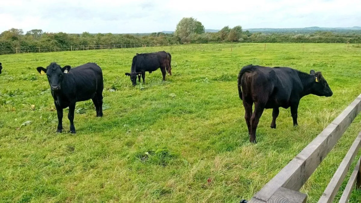10 ANGUS HEIFERS 320KG - Image 4