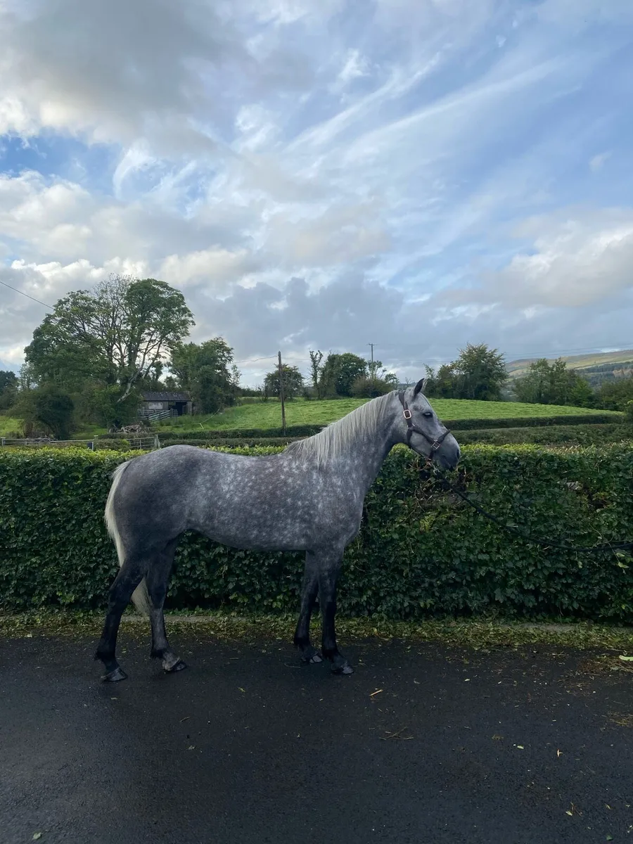 5yr Connemara Pony - Image 1