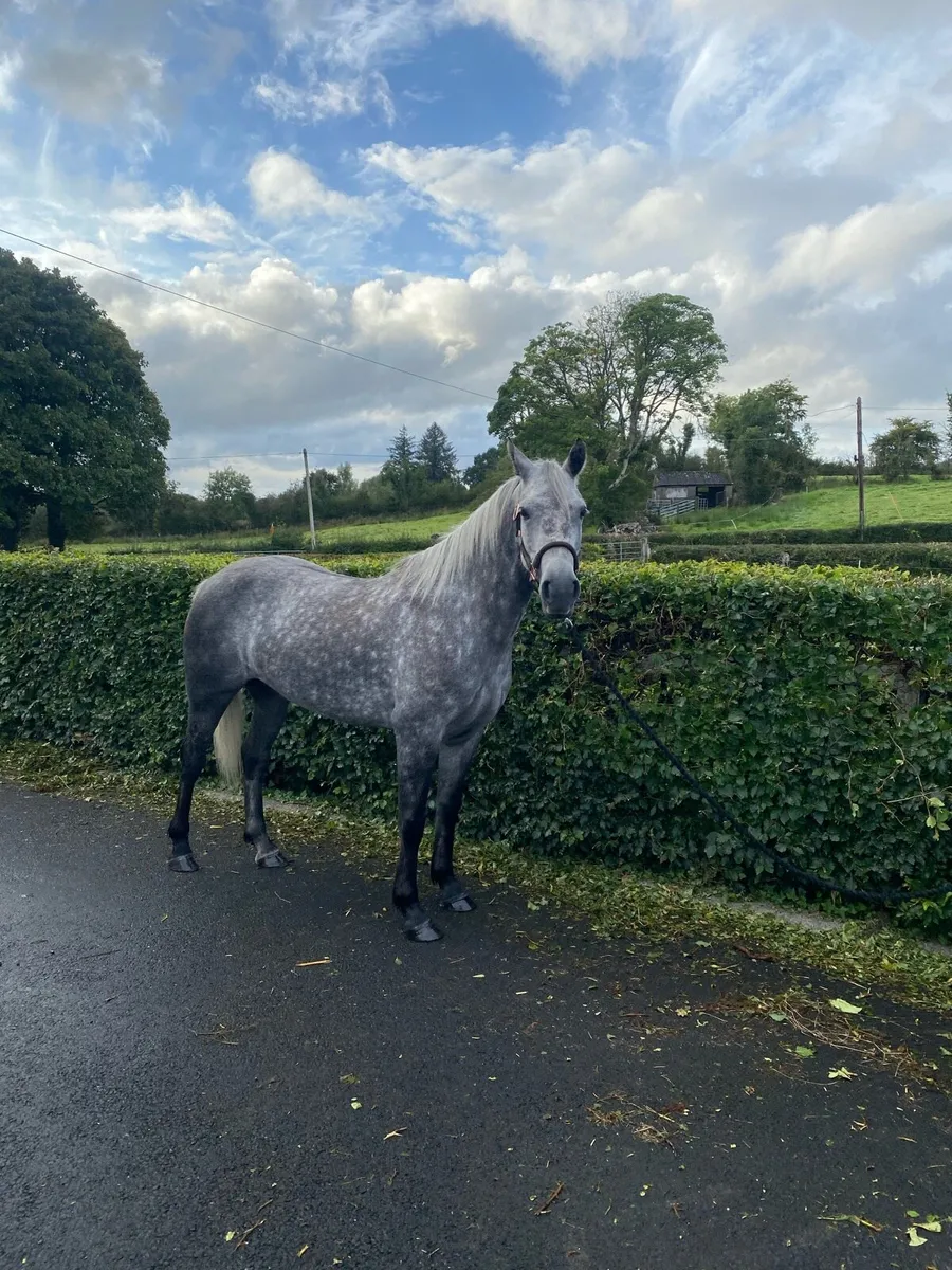 5yr Connemara Pony - Image 2