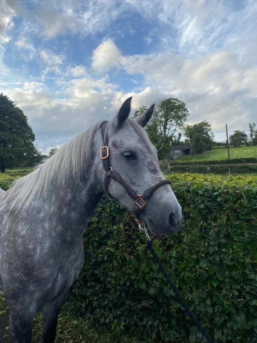 5yr Connemara Pony - Image 3