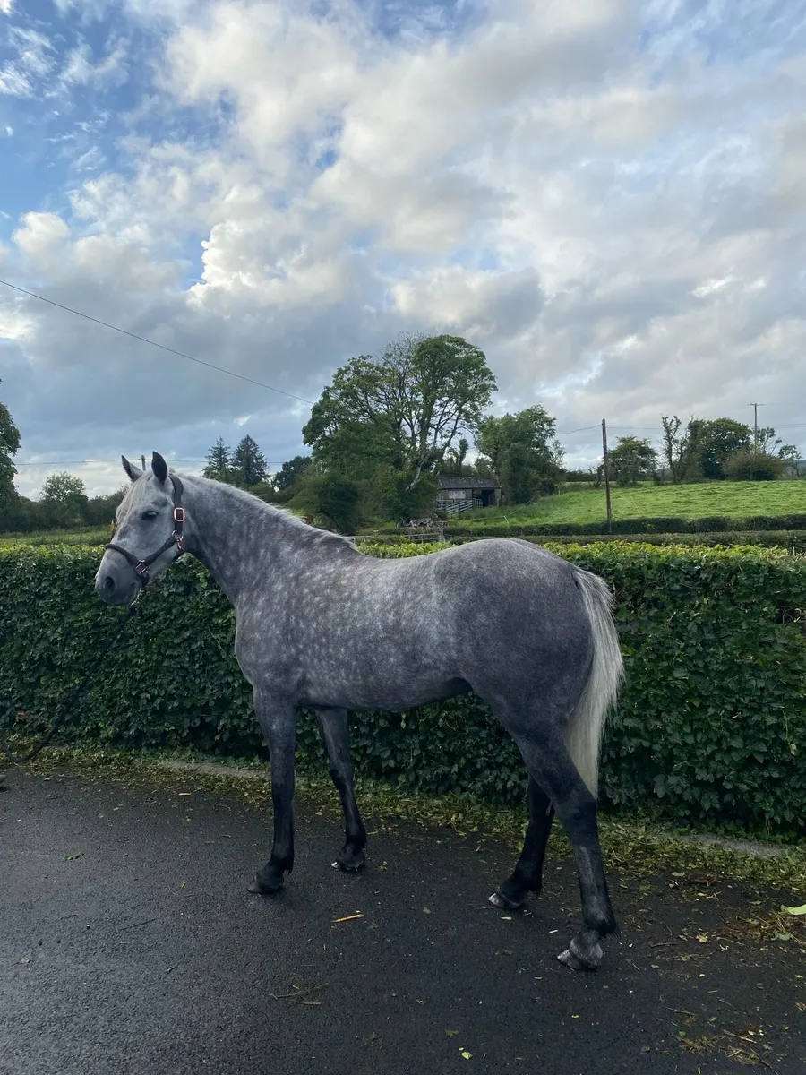 5yr Connemara Pony - Image 4
