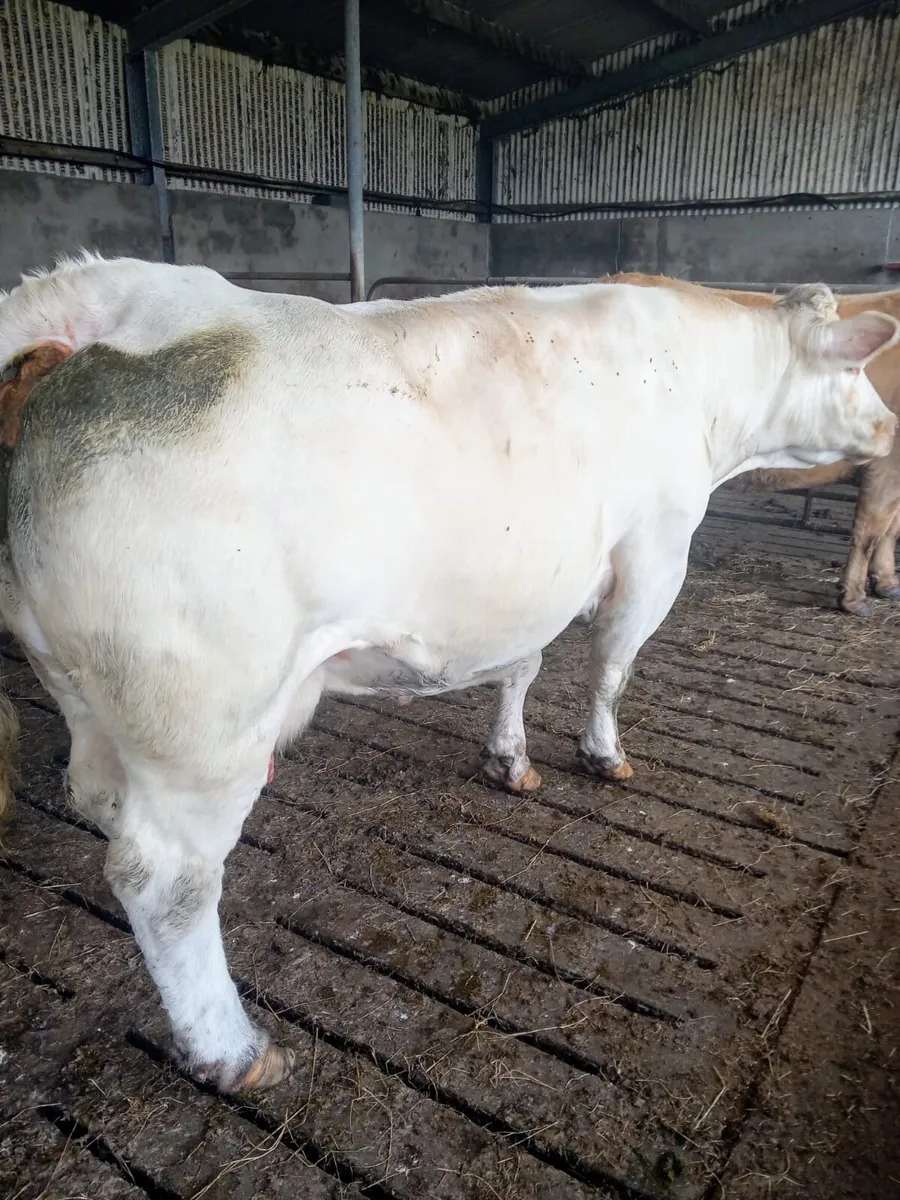 Bull calf - Image 1