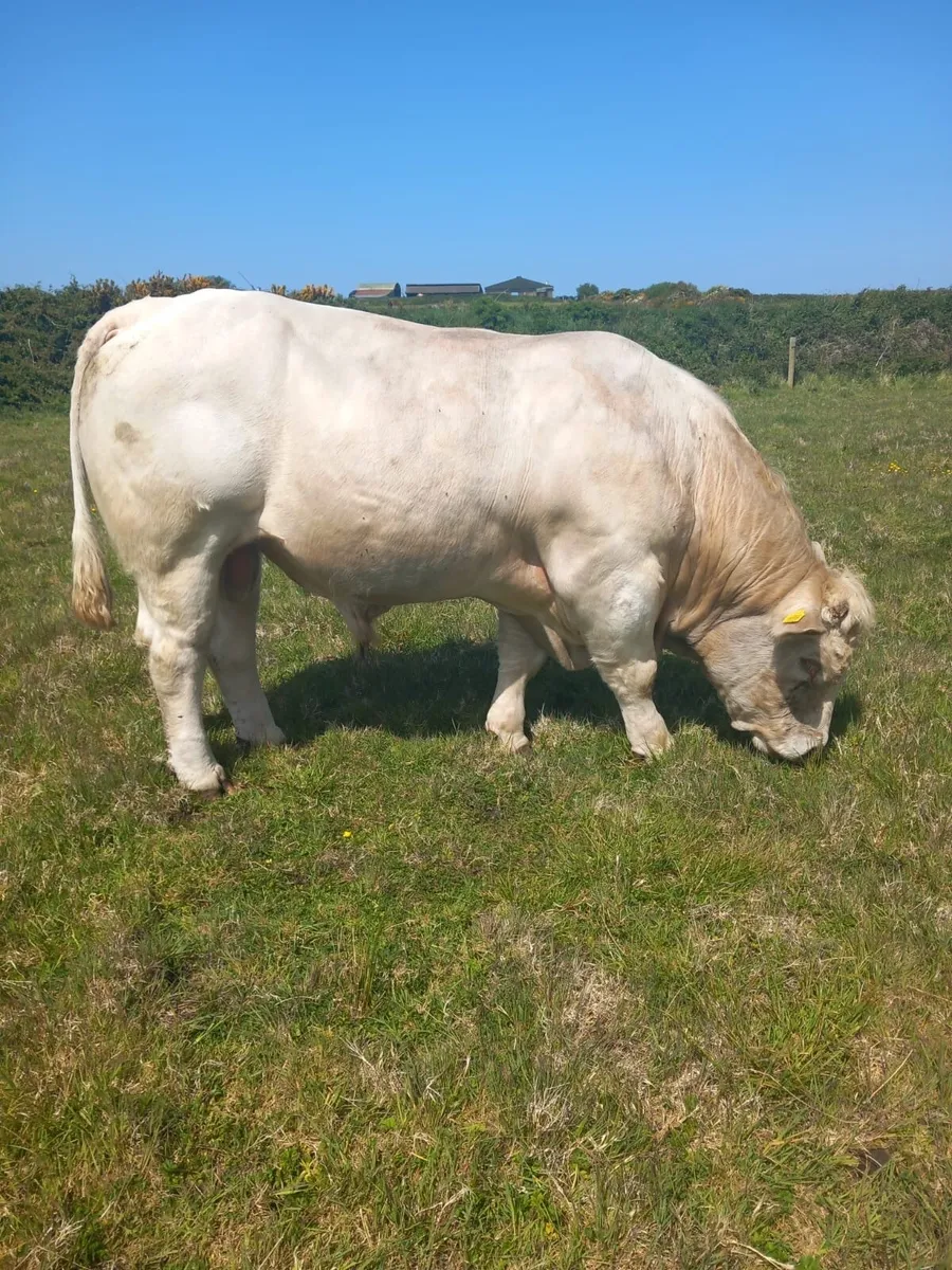 Bull calf - Image 2