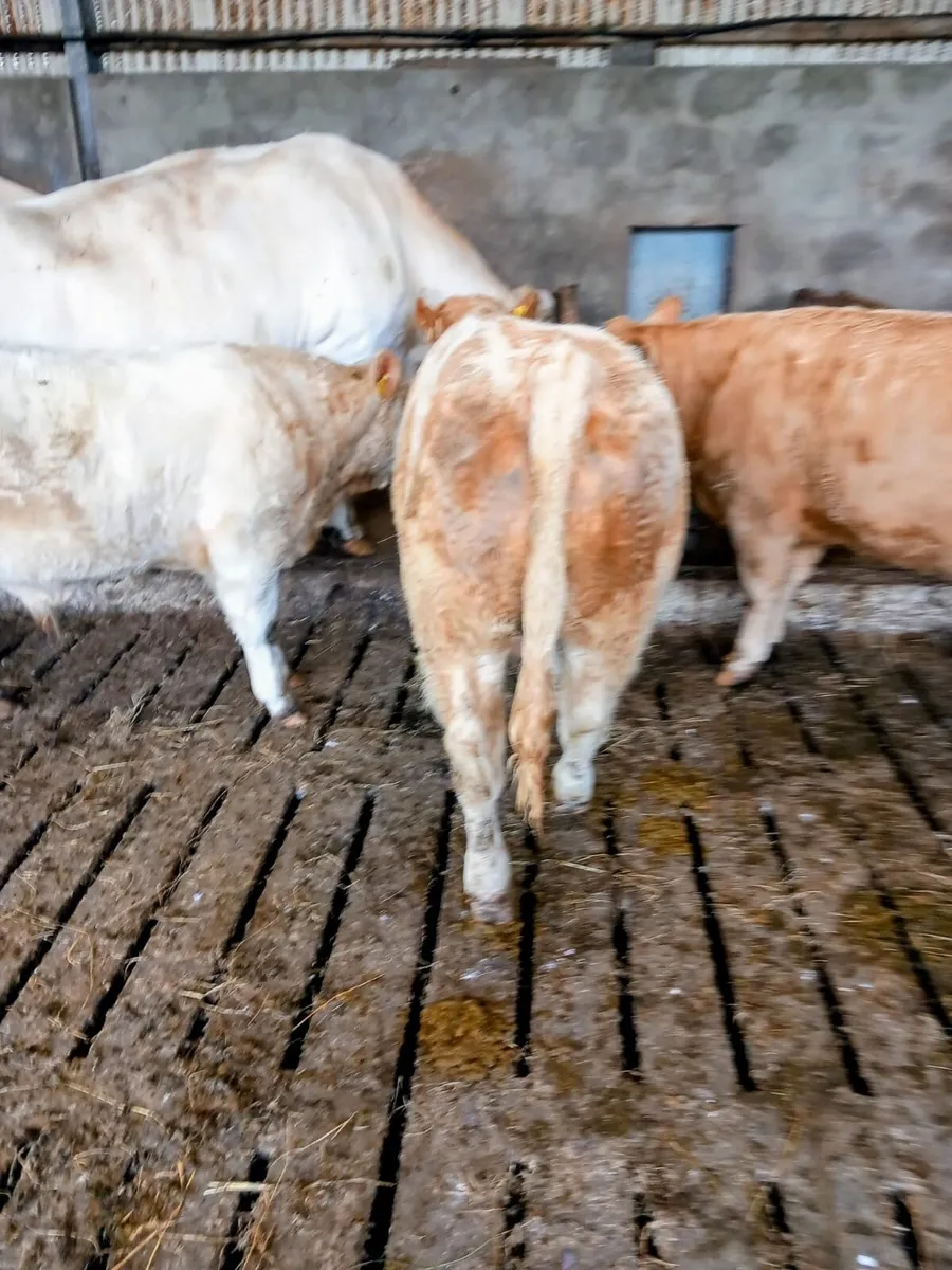Bull calf - Image 3
