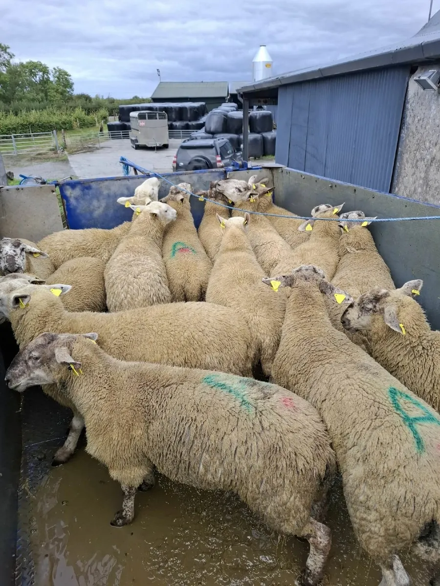 Strong Suffolk x Cheviot hoggets - Image 1