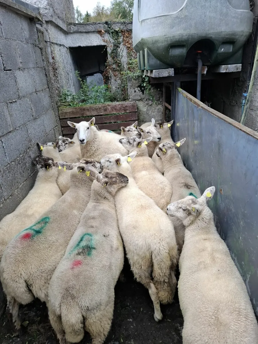 Strong Suffolk x Cheviot hoggets - Image 2